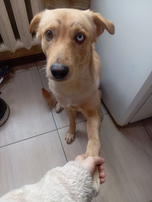 Отдам в хорошие руки