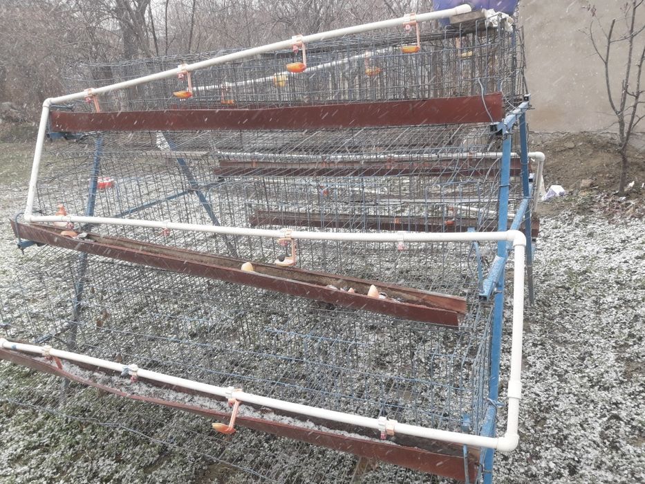 Tugadigan tovuqlar uchun kletka katak