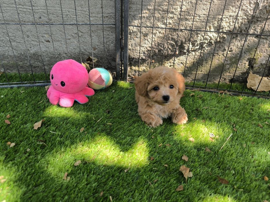 Vand fetita Maltipoo f1 rosu toy