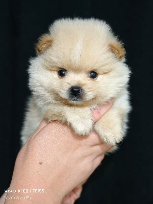 Продам щенков шпица.