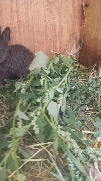 Hama quyon 100 mindan