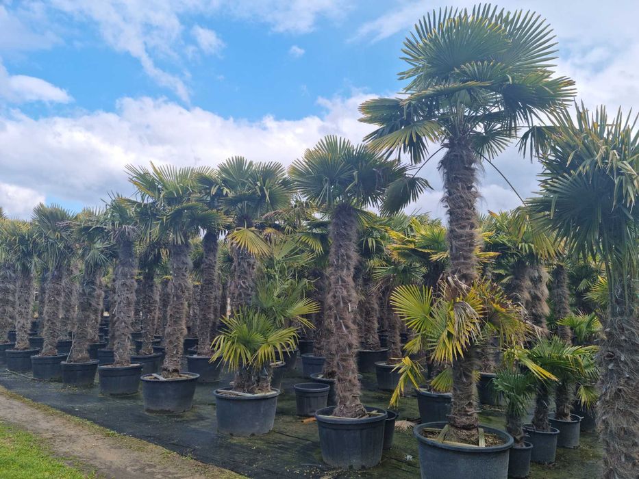 Palmieri rezistenti la frig la ghiveci livrare in toata tara