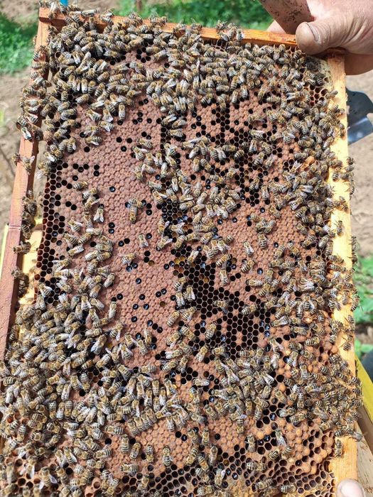 Vand familii de albine si roiuri