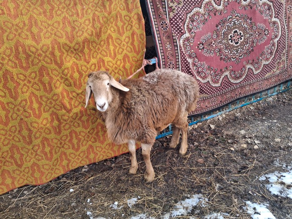 Арашан қозы сатылады