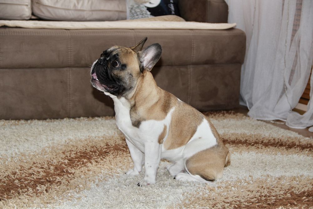 Французский бульдог вязка