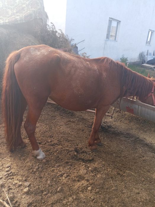 Семіз жемде тұрған ту биелер сатылады