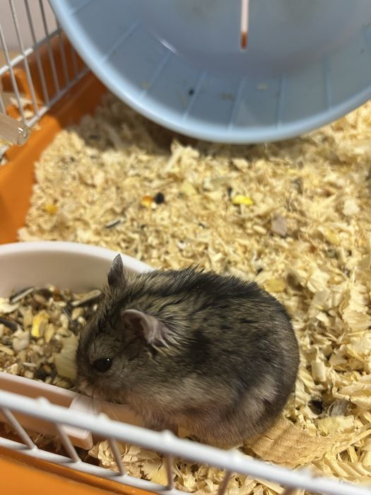 Джунгарский хомяк с клеткой