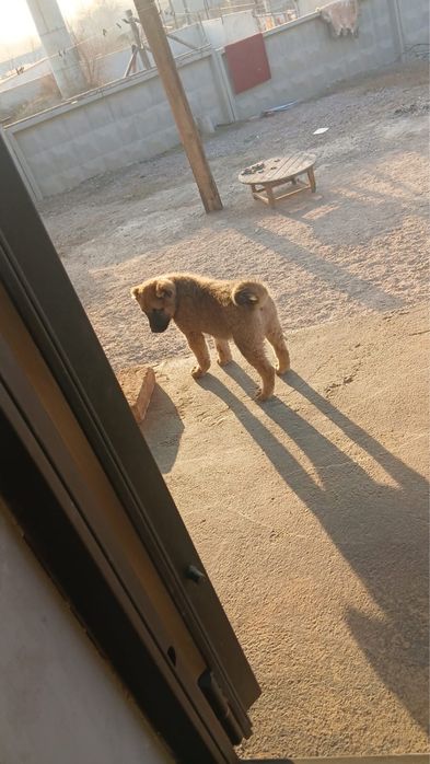 Продается Кангал шенок девочка