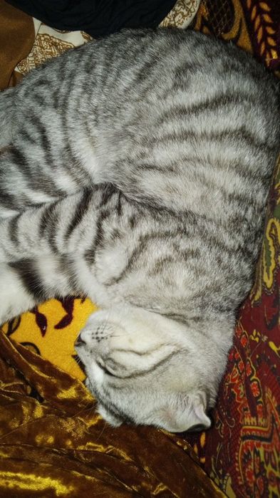 Mushuk sotoladi óģil bola