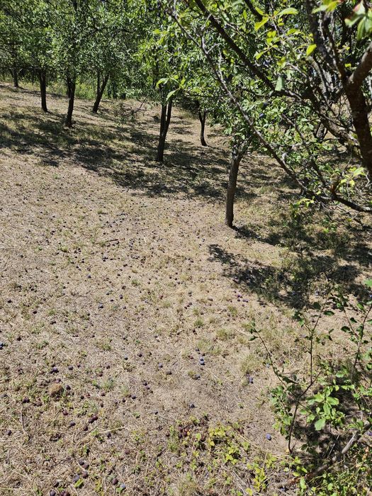 Prune roșii neculese