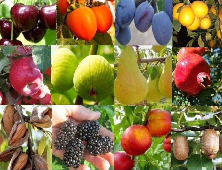 Мевали дарахт кучатлари - Саженцы плодовых деревьев