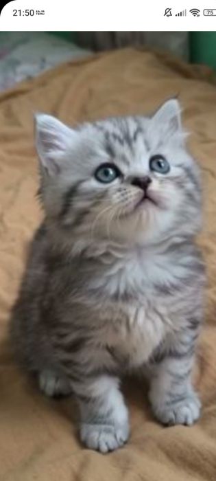 Фолд 1 месяц 3 недельки..Приученны.