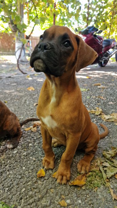 EXEMPLAR Boxer German ‼️