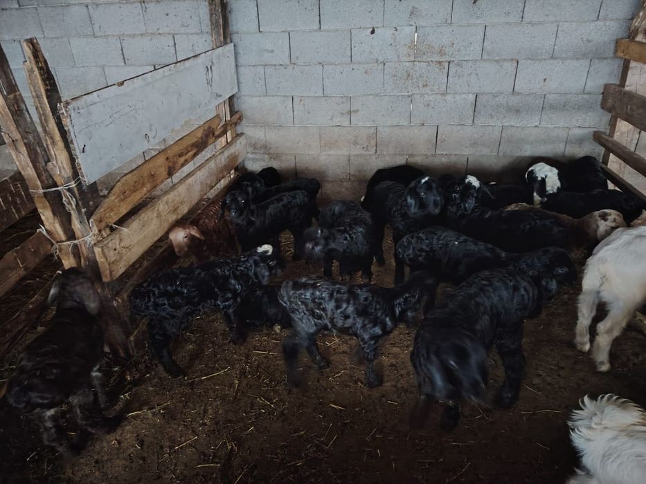 Қозылар сатылады