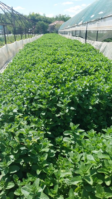 MENTĂ olandeză fresh