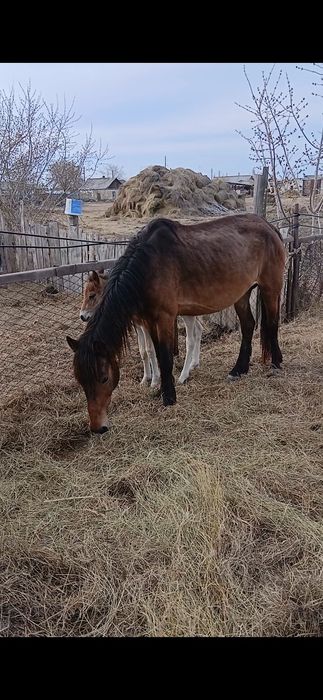 Биелер сатылады продам