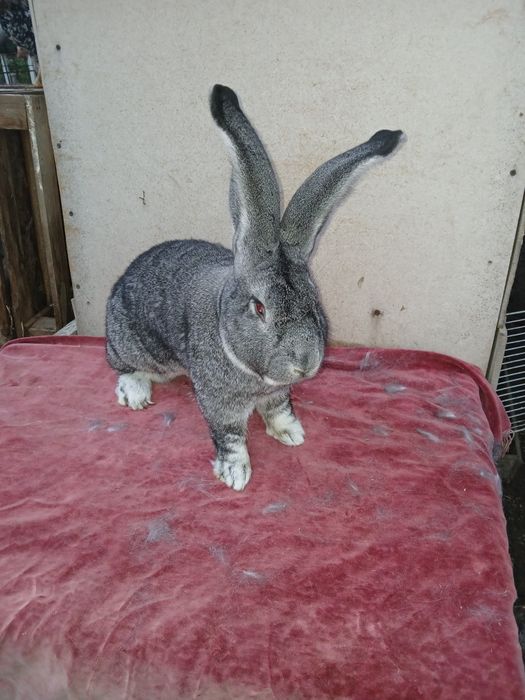 Iepuri uriaș german