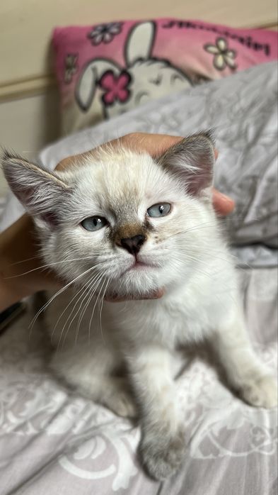мейн кун  котенок