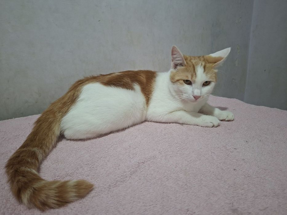 Пристраивается котик кастрированный