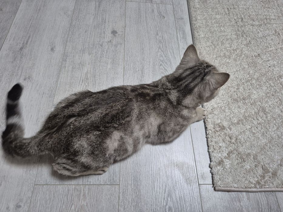 Отдаю кошку в добрые руки