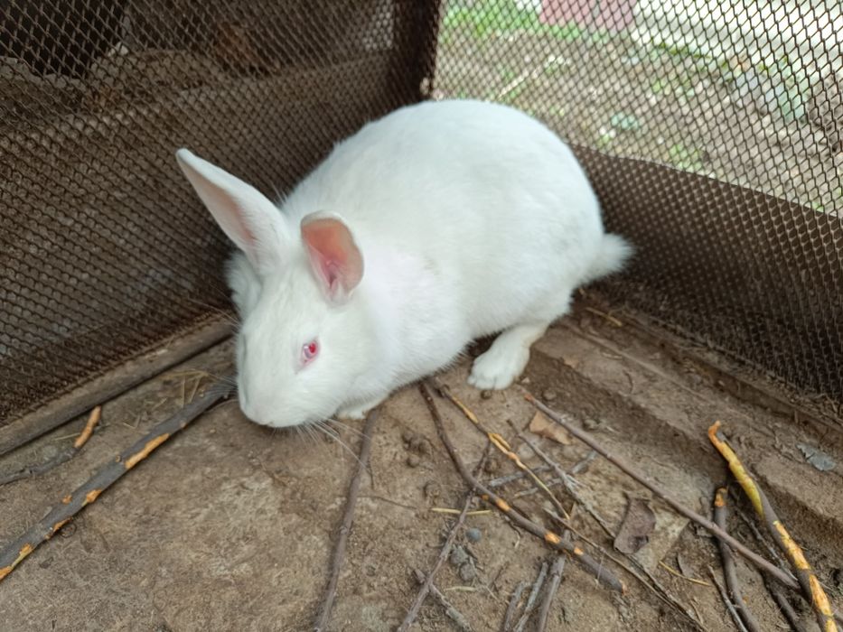 Продаються кролики домашние