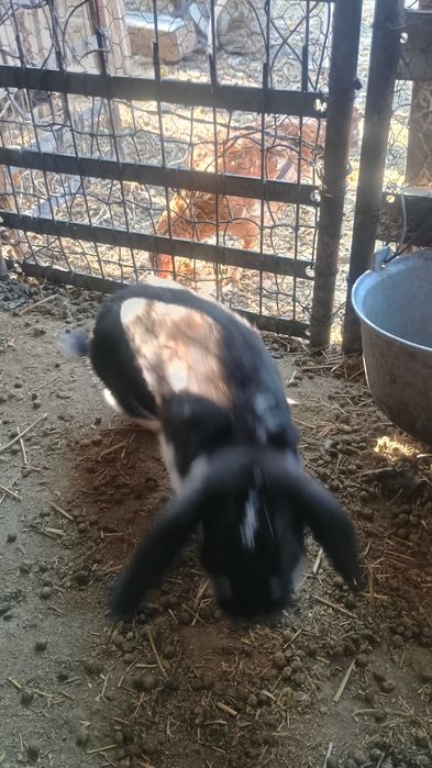 Animale domestice