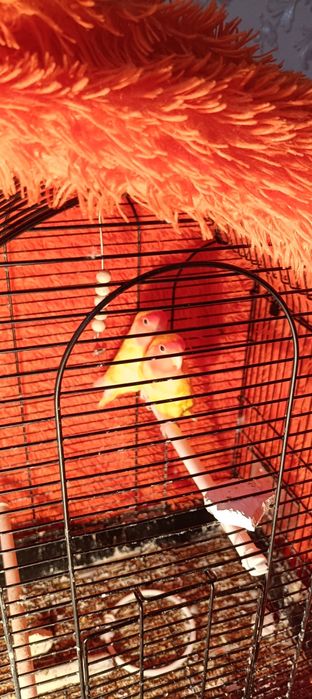 Неразлучники вместе с клиентами.