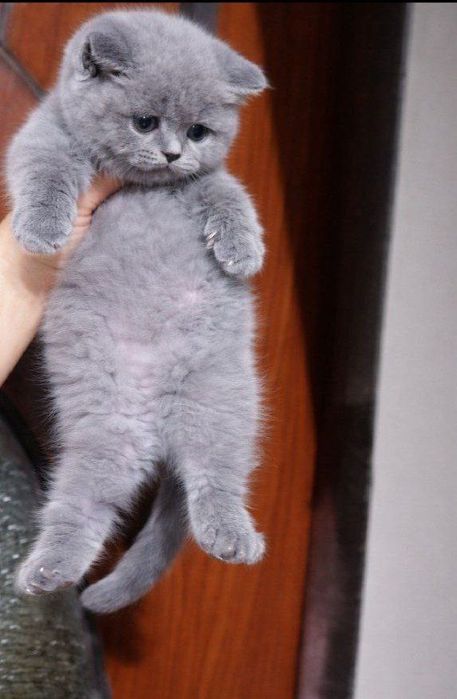 Продаётся кошечка девочка ,красотка