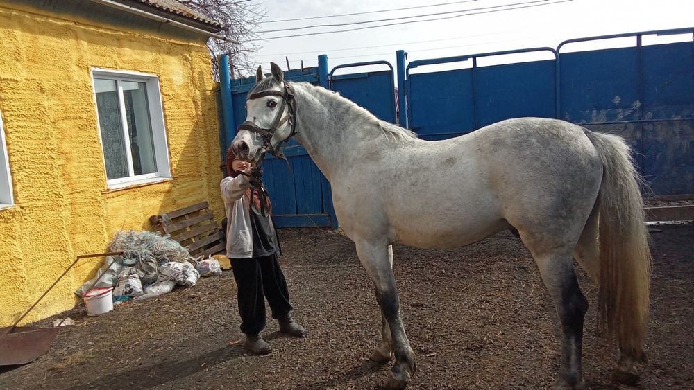Продам Орловского жеребца