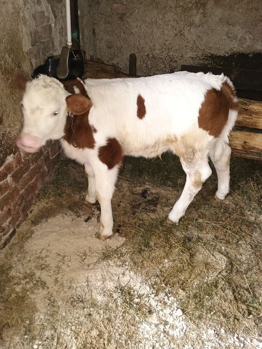 Vând vacă la prima fătare cu vițel de 6 săptămâni