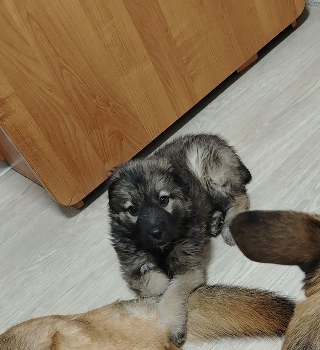 Отдам щенка в добрые руки