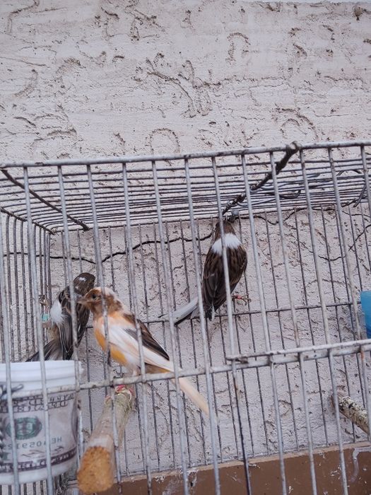 Молодые конарейки