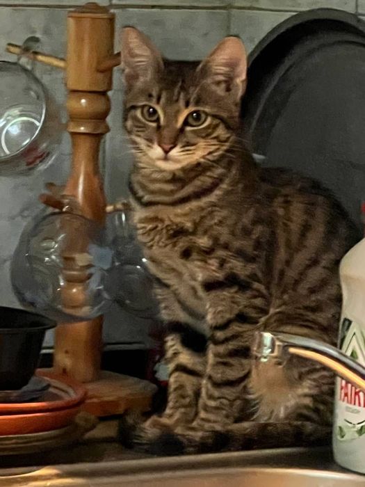 Бесплатно котята в добрые руки