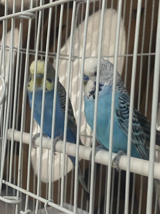 Волнистый попугаи