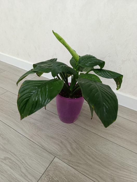 Продаётся Спатифилум