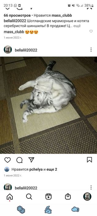 Шотландские вислоухие