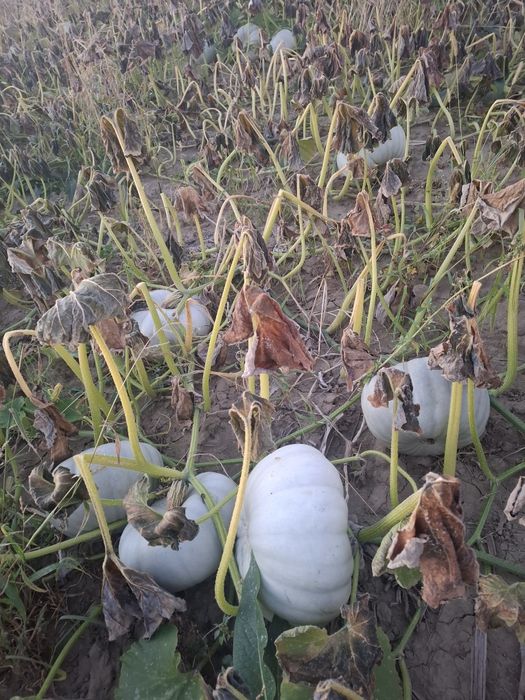 Dovleac placintar dulce f bun productie proprie 1,8lei/kg