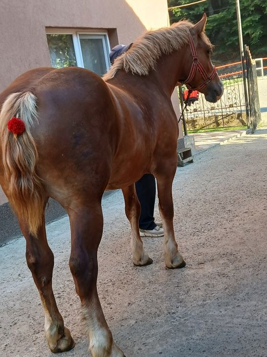 Manza de 2 ani frumoasa cuminte
