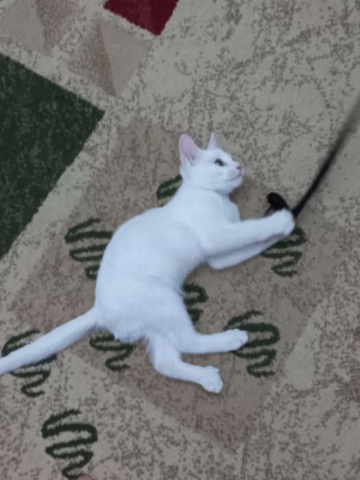 Бесплатно котёнок мальчик