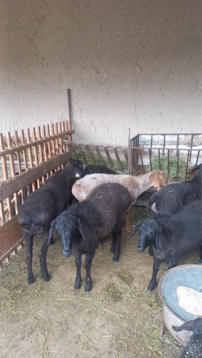 Семіз жас қойлар сатылады