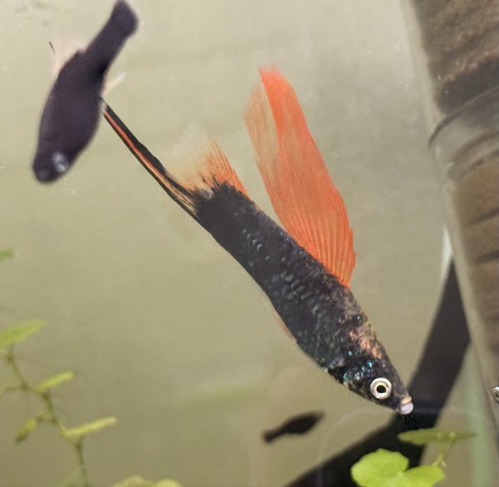 Меченосец гамбург Флаговый