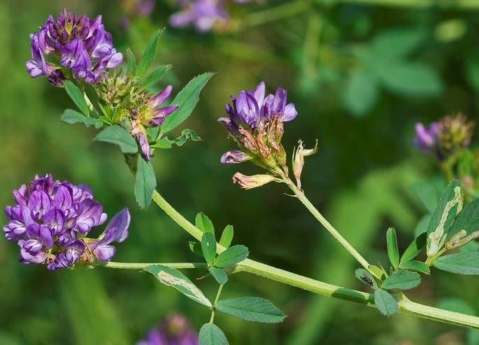 Семена люцерны семиреченская