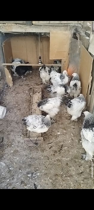 Vând  pui de Brahma herminat deschis și cochinchina galben , perechi