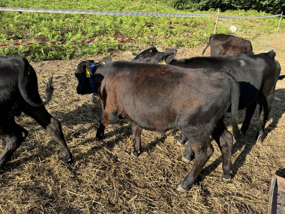 Viței Angus 4 luni