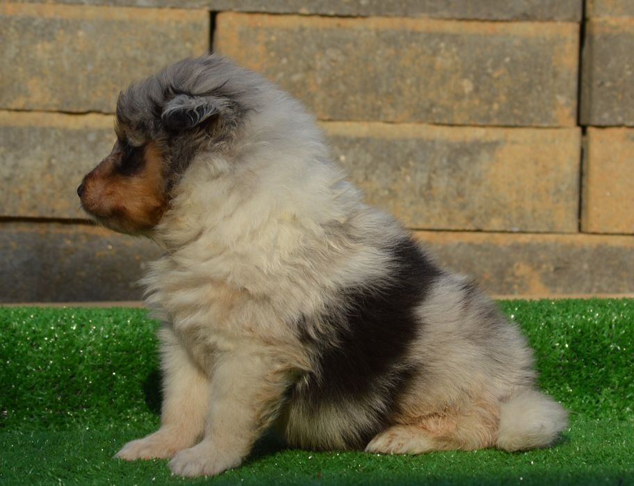 Sheltie - Shetland Sheep Dog - pui