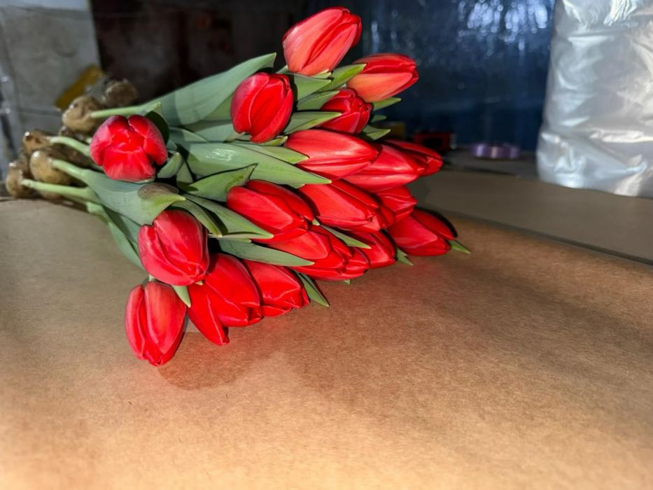 Тюльпаны оптом, Голландские