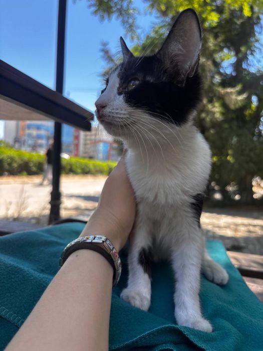 Котенок в добрые руки