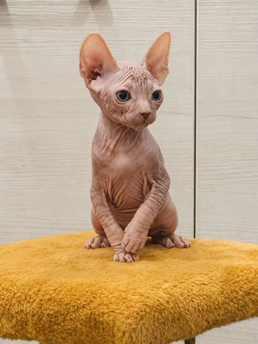 Котята канадского сфинкса