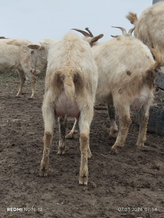 Козы зааининские  первородки