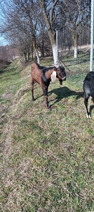 Vând capre anglonubiene